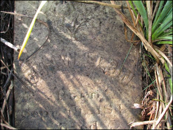 Description: Macintosh HD:Users:Mara:Desktop:42962455_131855381461.jpg